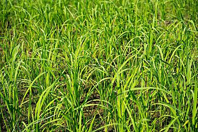 《007：曙光》开发者谈设计理念：融合原著与IOI风格